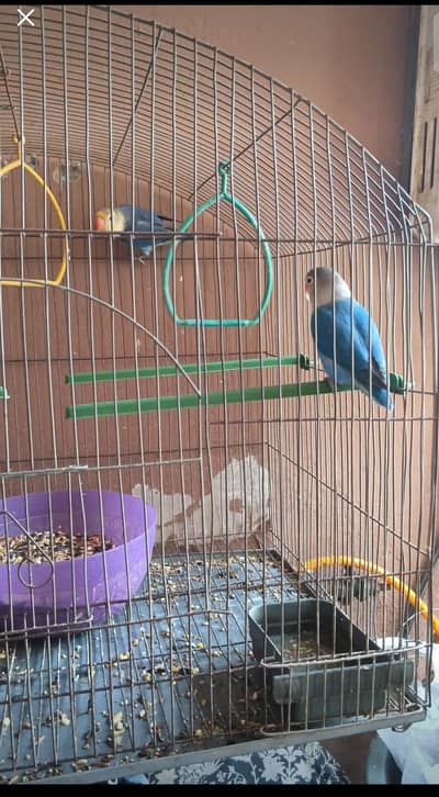 selling love birds pair
