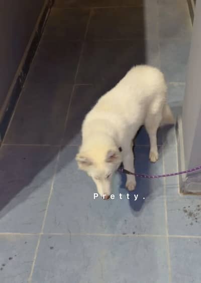 Husky dog male 5 month