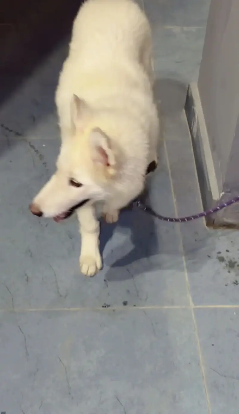 Husky dog male 5 month — photo 2