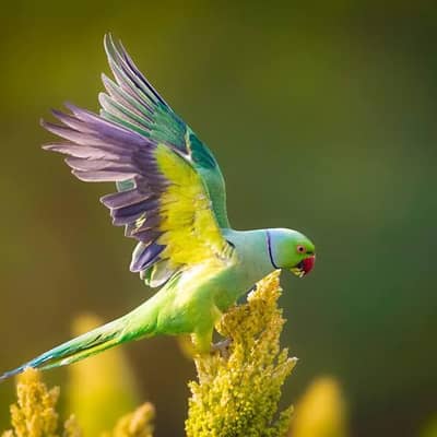 high class talking mail parrot. 03051031236