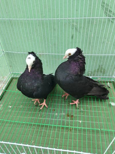 Fancy pigeon