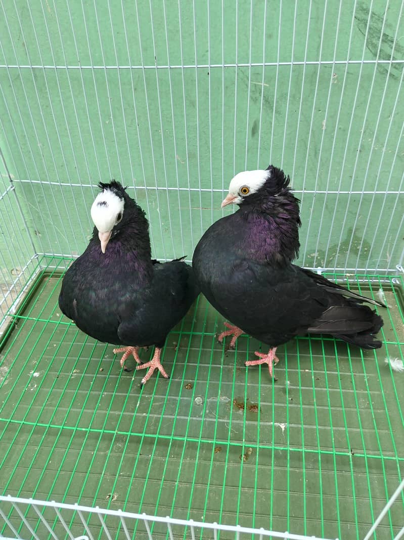 Fancy pigeon 0