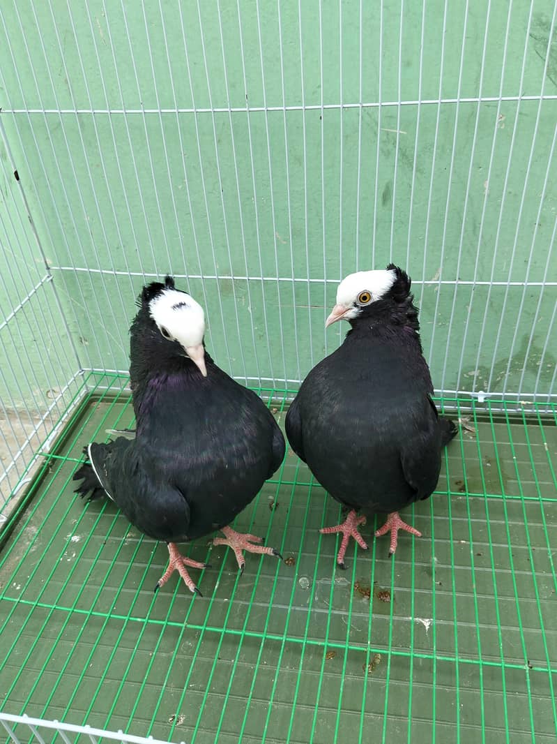 Fancy pigeon 1
