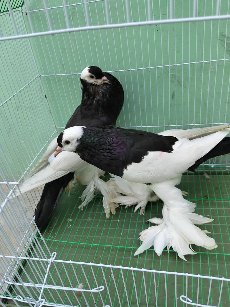 Fancy pigeon 2