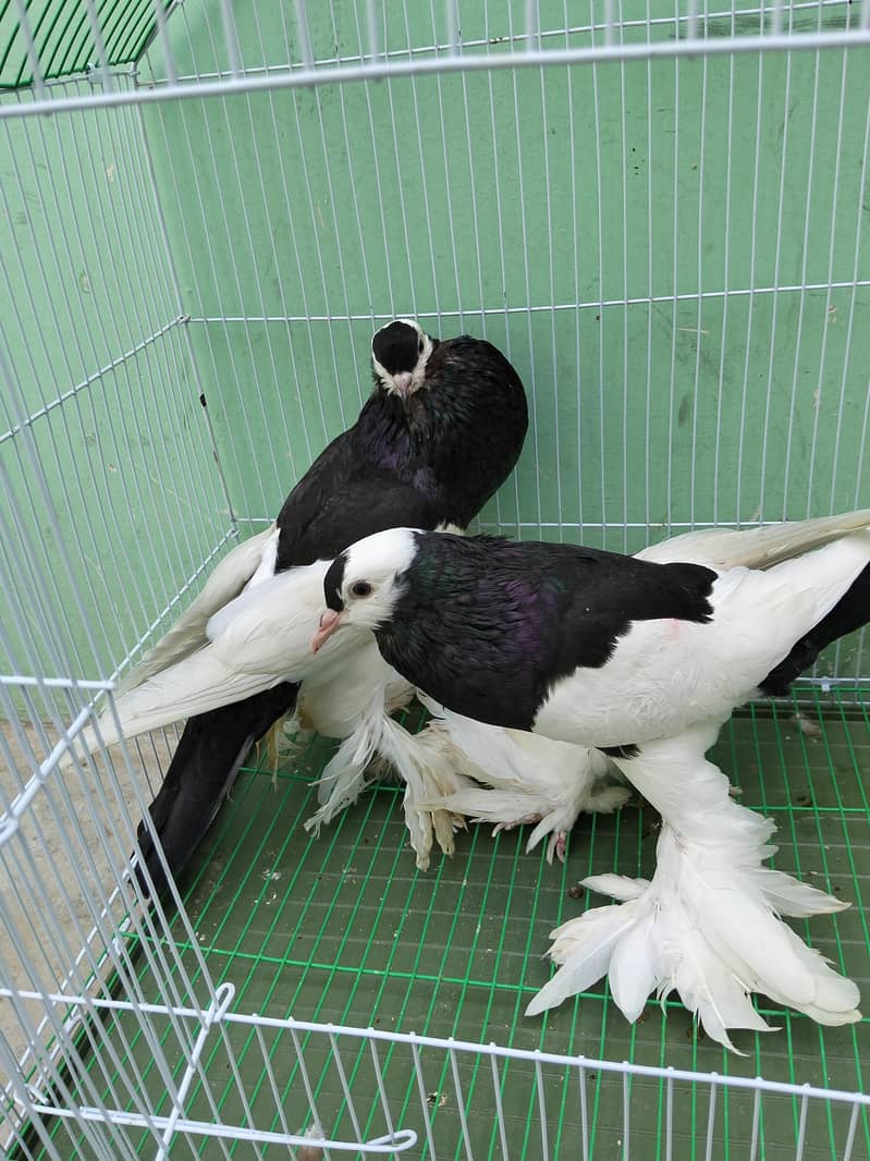 Fancy pigeon 3