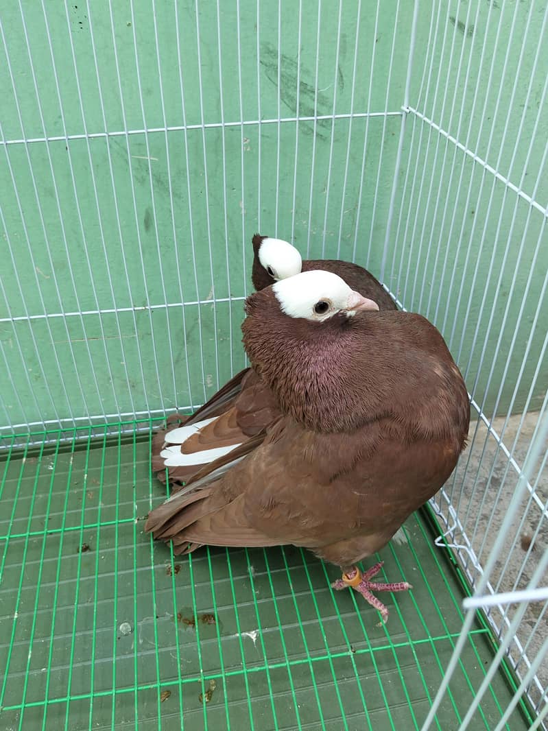 Fancy pigeon 4