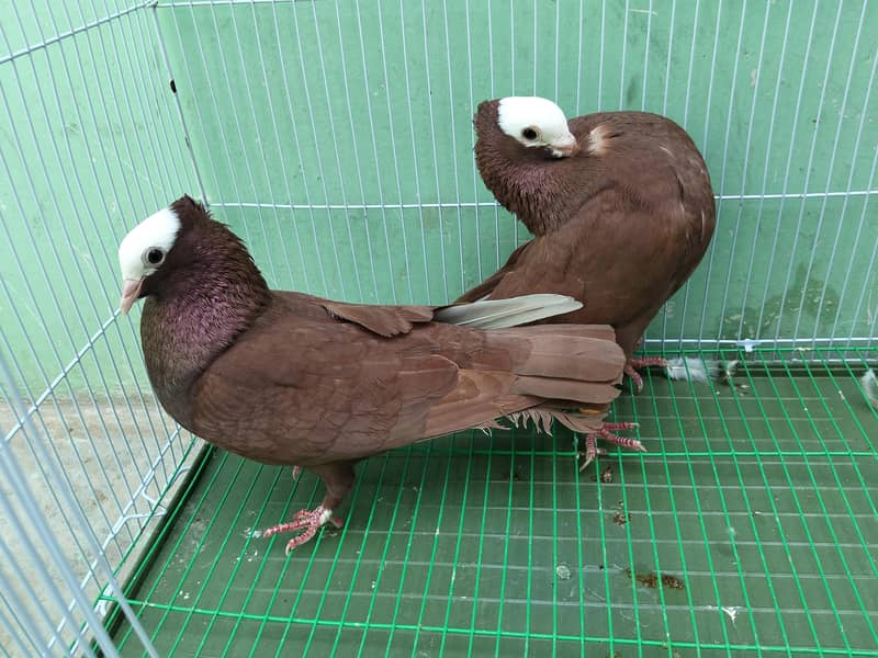 Fancy pigeon 5