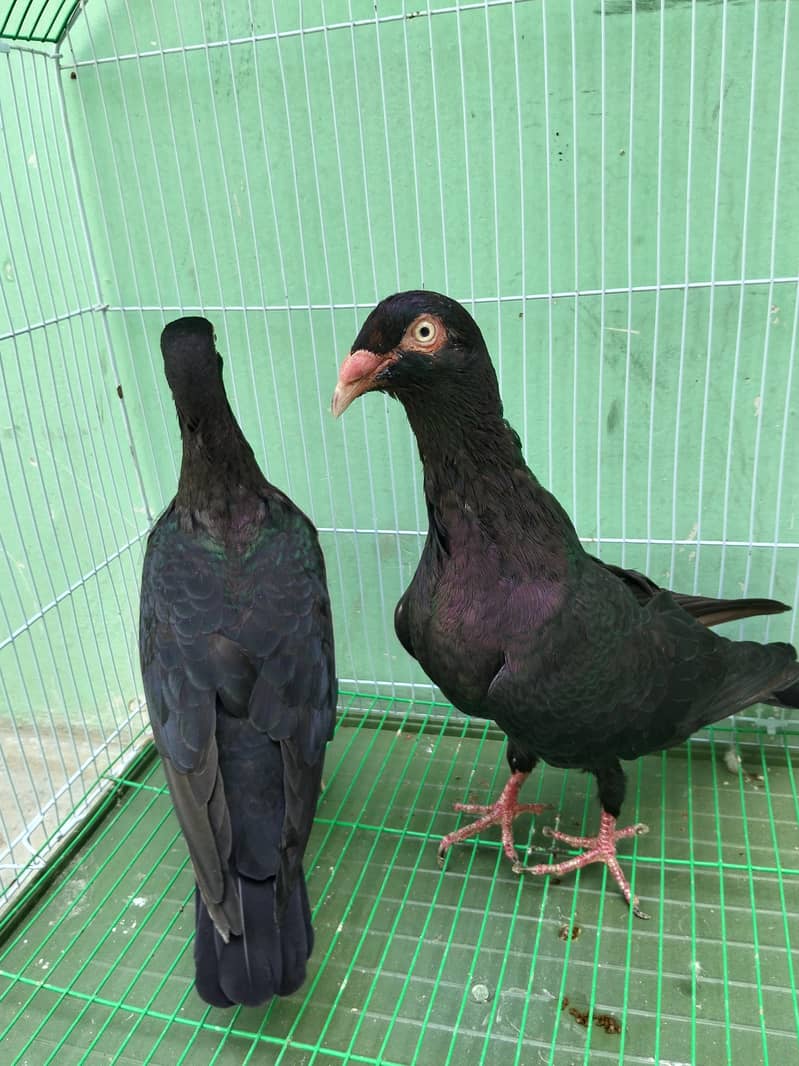 Fancy pigeon 6