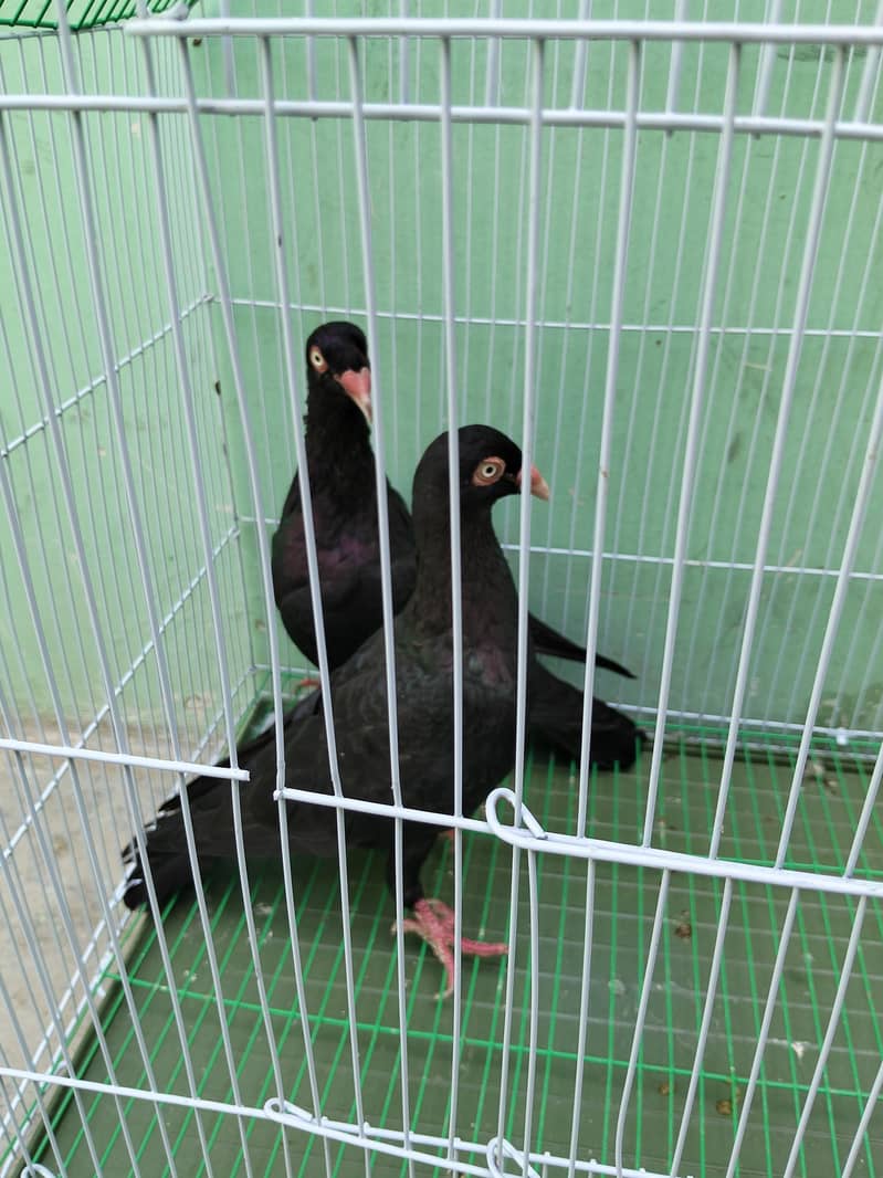 Fancy pigeon 7