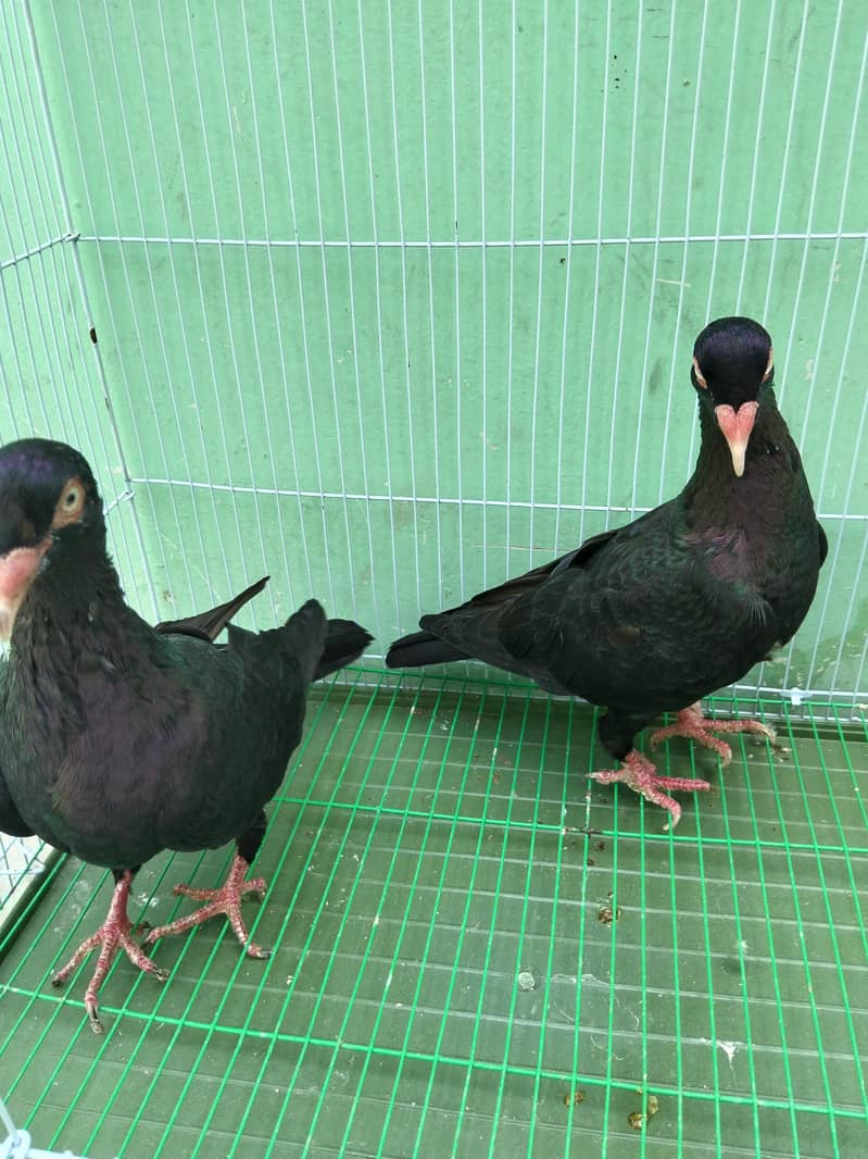 Fancy pigeon 8