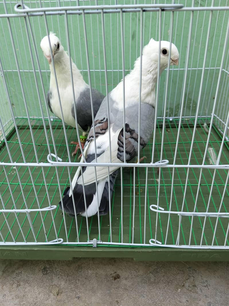 Fancy pigeon 9
