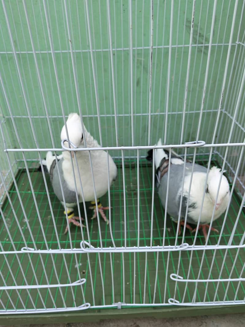 Fancy pigeon 10