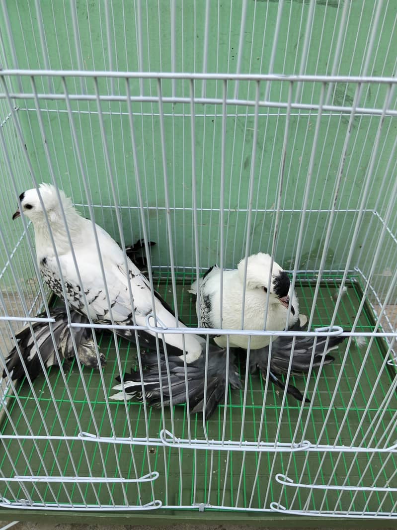 Fancy pigeon 11