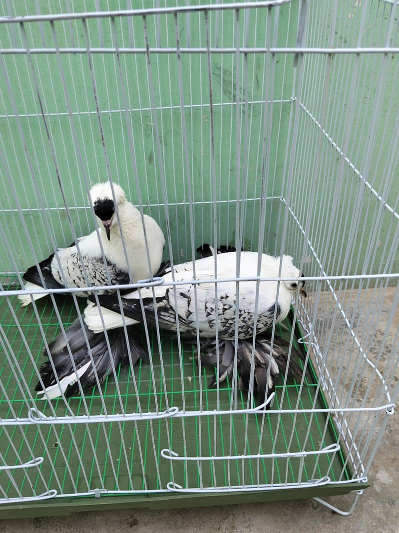 Fancy pigeon 12