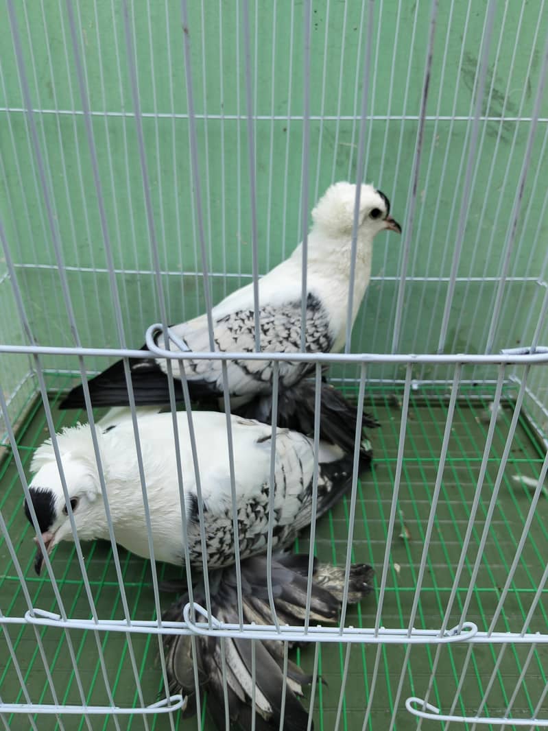 Fancy pigeon 13