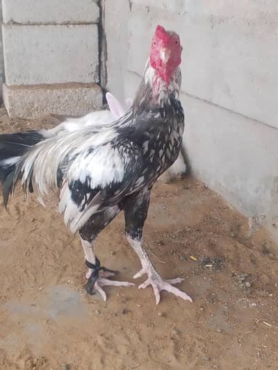 aseel murga aur ek desi murga aur ek murgi