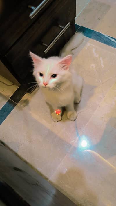 Persian catl