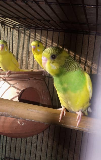 Australian home breed for sale