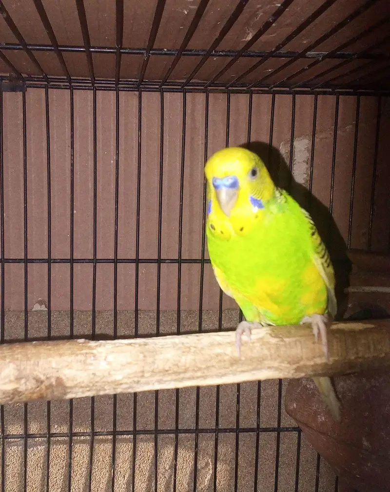 Australian home breed for sale — photo 2