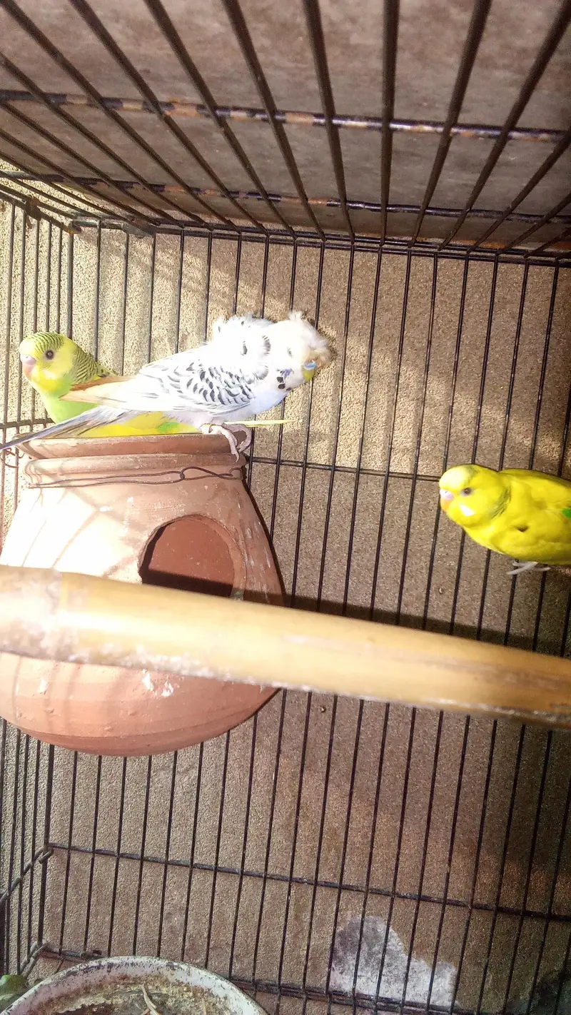 Australian home breed for sale — photo 4