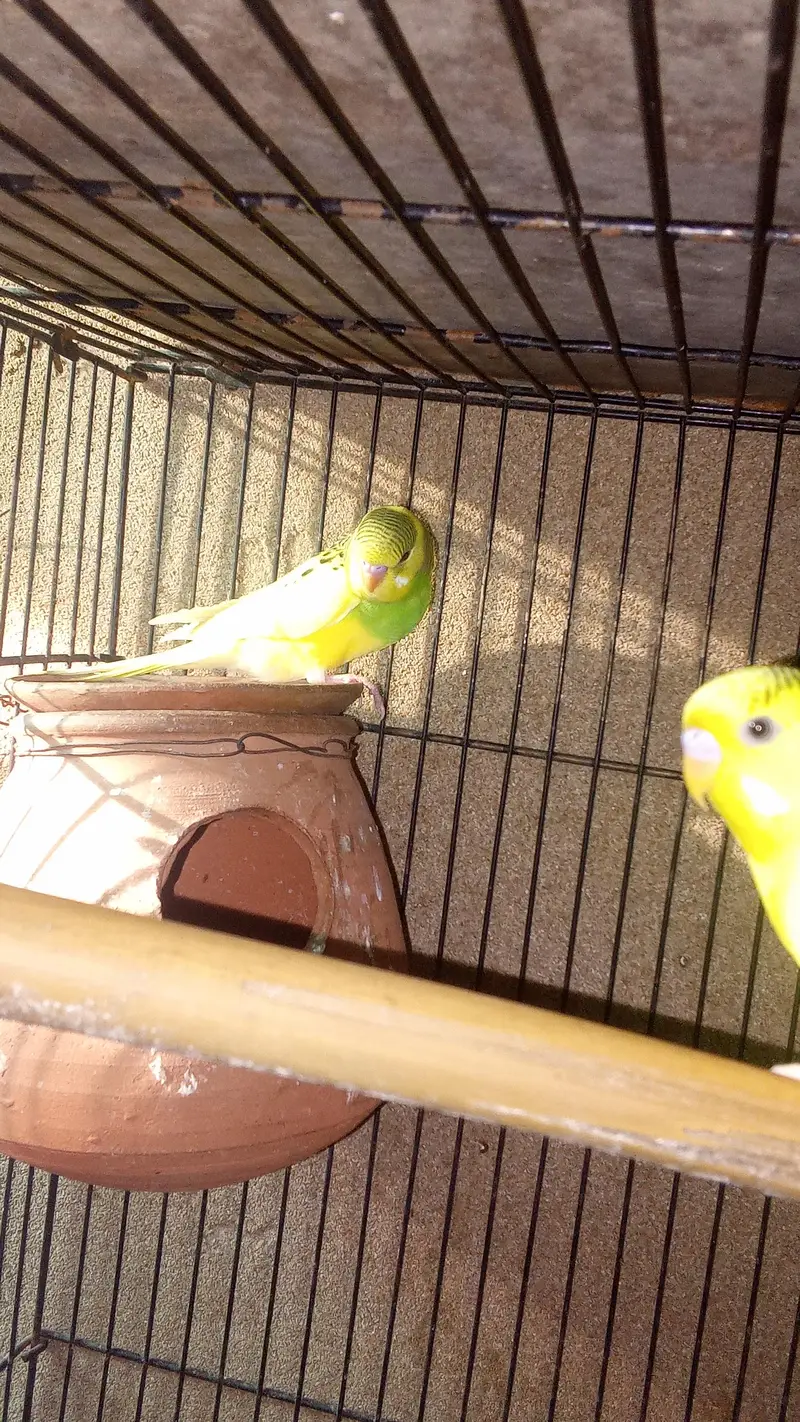 Australian home breed for sale — photo 6