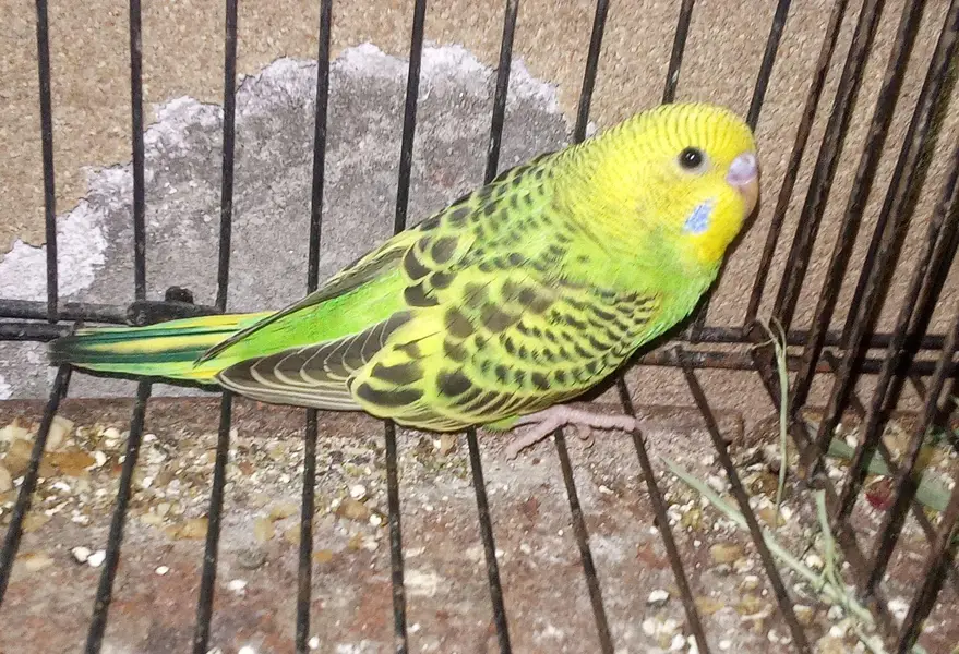 Australian home breed for sale — photo 7