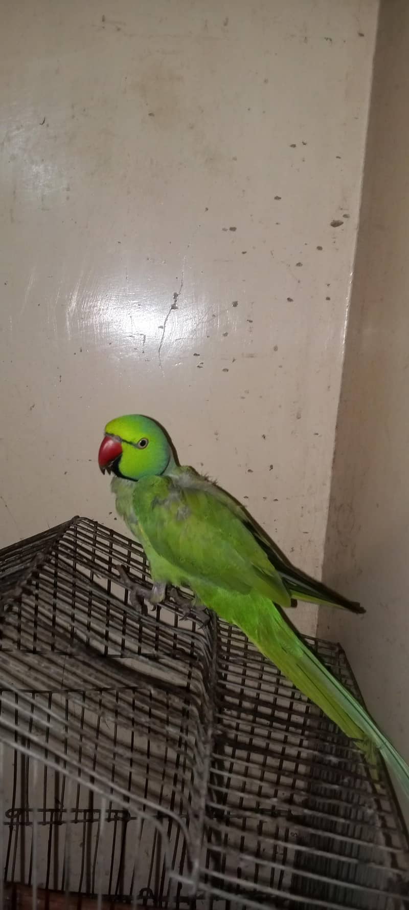 Sindhi parrot 0