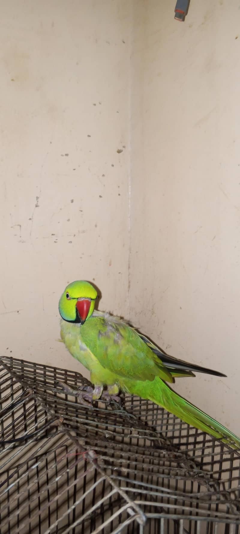 Sindhi parrot 1