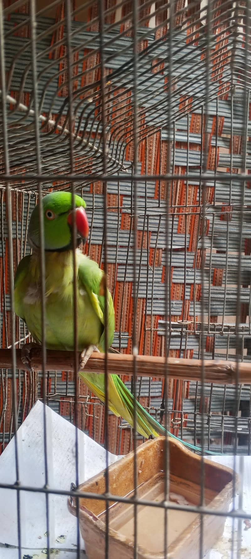 Sindhi parrot 2