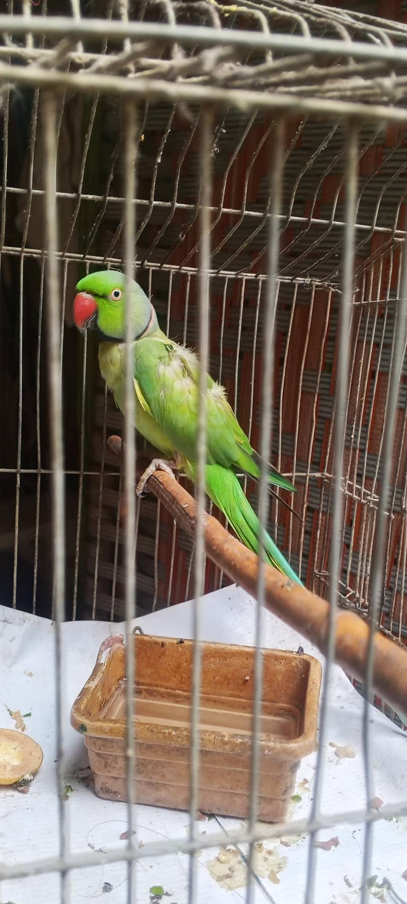 Sindhi parrot 3