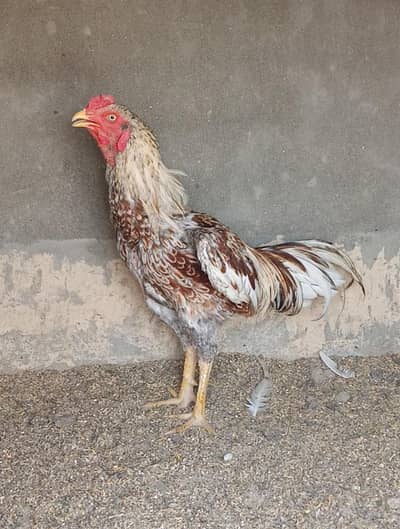 Aseel Male for sale
