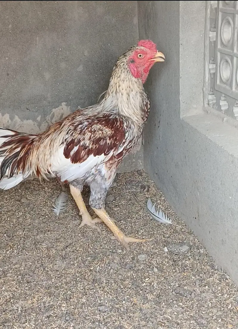 Aseel Male for sale — photo 2
