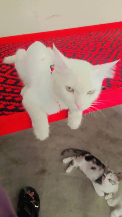 persan cat