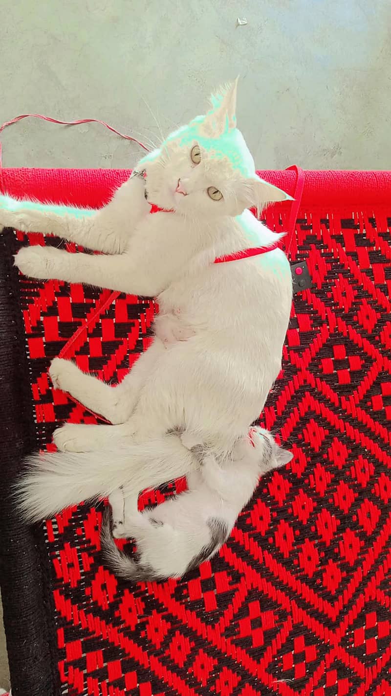 persan cat 1