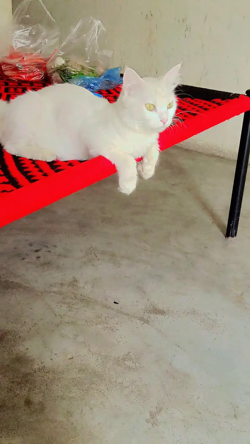 persan cat — photo 3