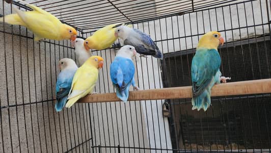 LOVE BIRDS