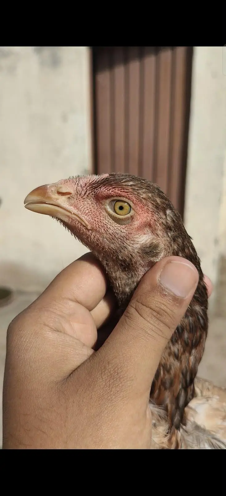 High Qality Aseel Pathay or Pathiaan — photo 5