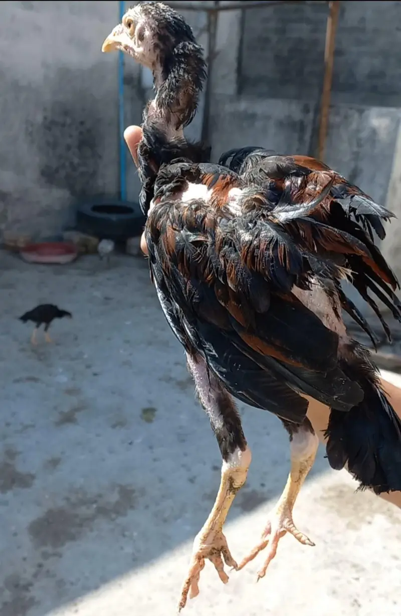 High Qality Aseel Pathay or Pathiaan — photo 9