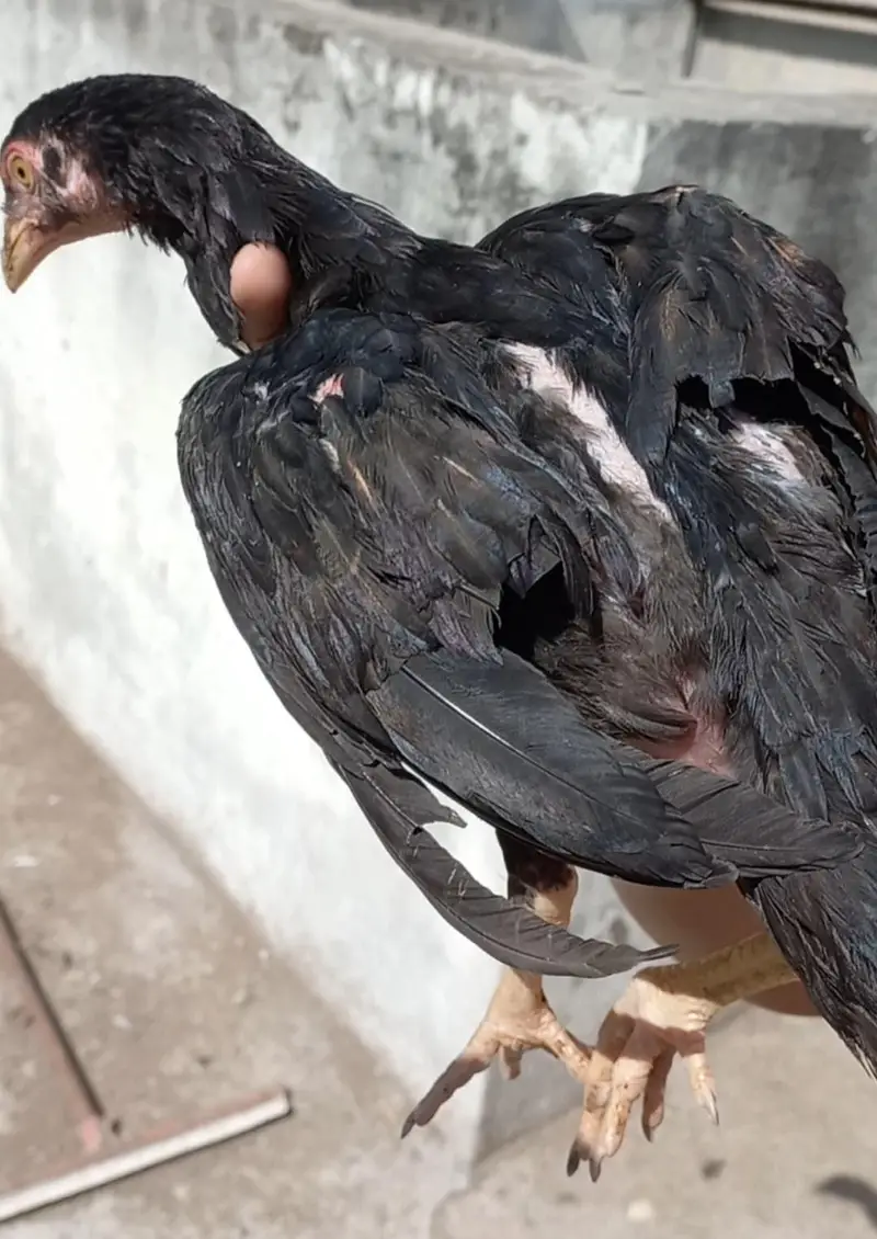 High Qality Aseel Pathay or Pathiaan — photo 10