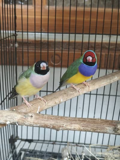 Goldian finches breeding pair & love bird pairs 2