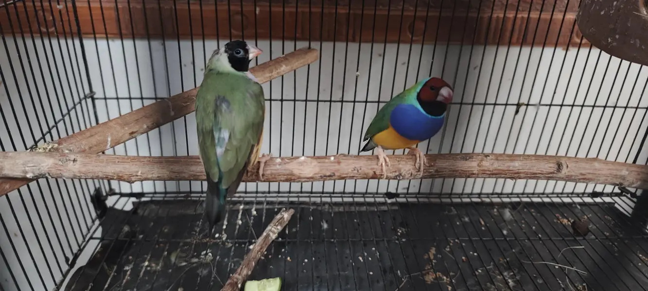 Goldian finches breeding pair & love bird pairs 2 — photo 2