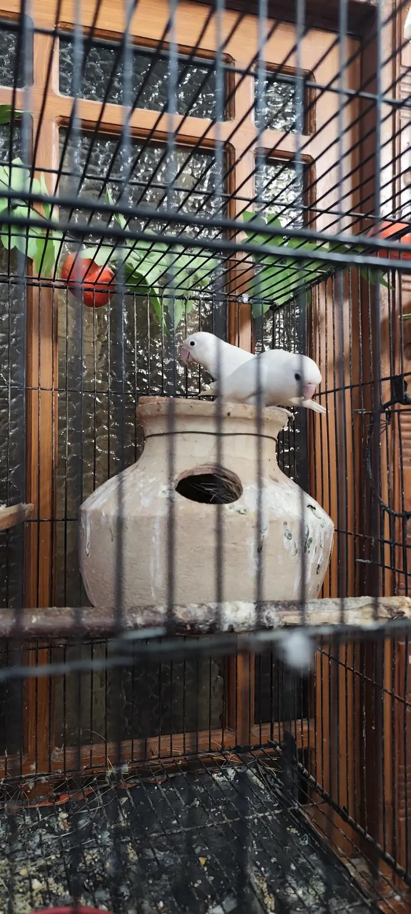 Goldian finches breeding pair & love bird pairs 2 — photo 3