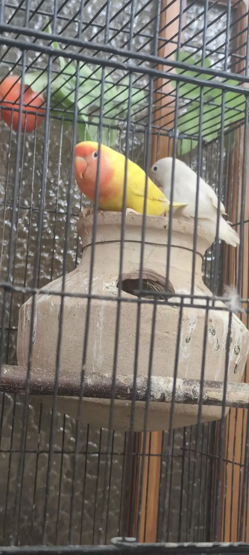 Goldian finches breeding pair & love bird pairs 2 — photo 4