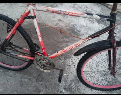 phoenix cycle