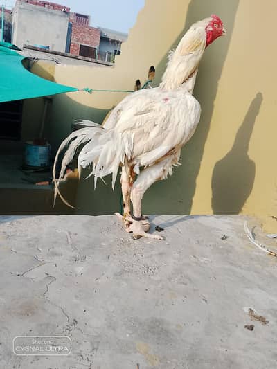 Paper white Breeder