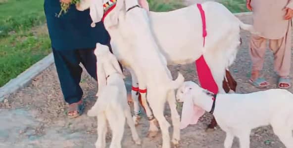 3 Bacchon Ka Sath Desi Bakri For Sale= O3O6655O324