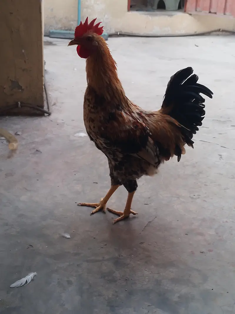 gar ka pala howa dasi murga — photo 3