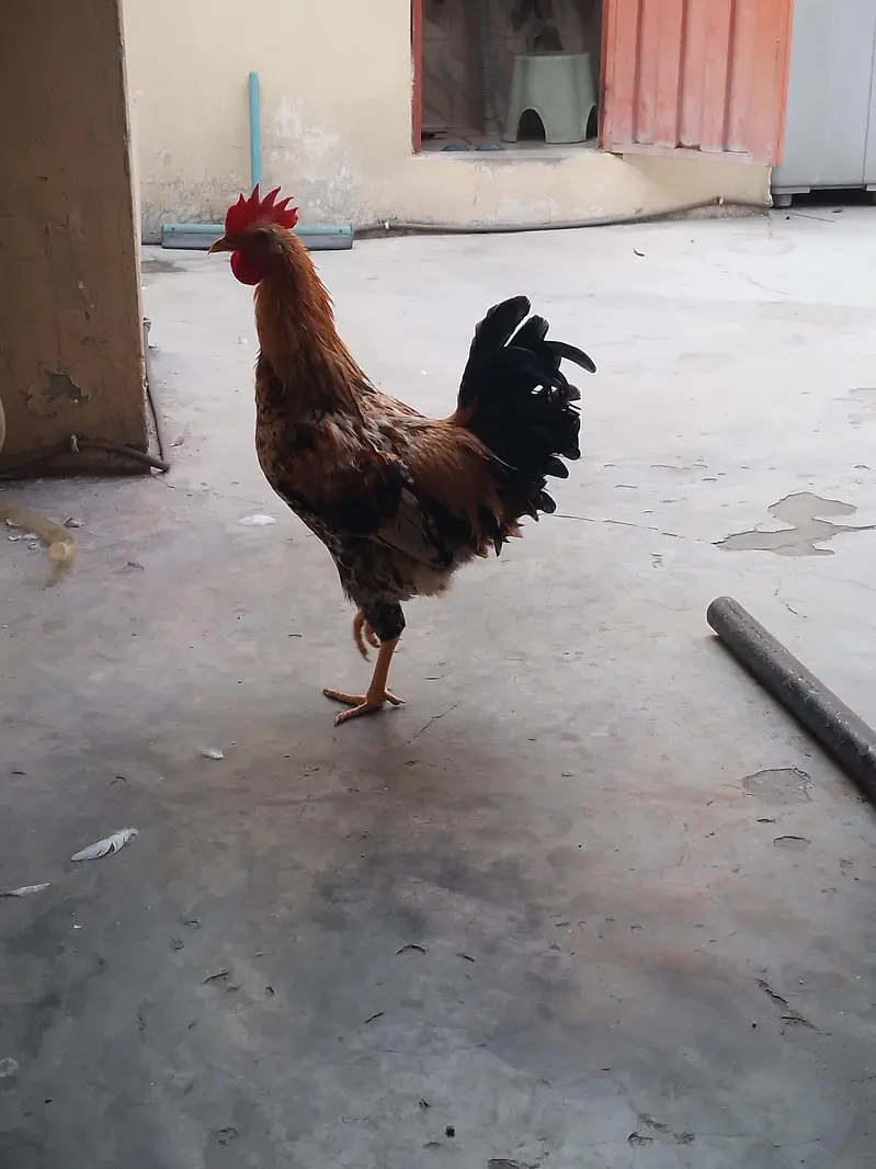 gar ka pala howa dasi murga — photo 6