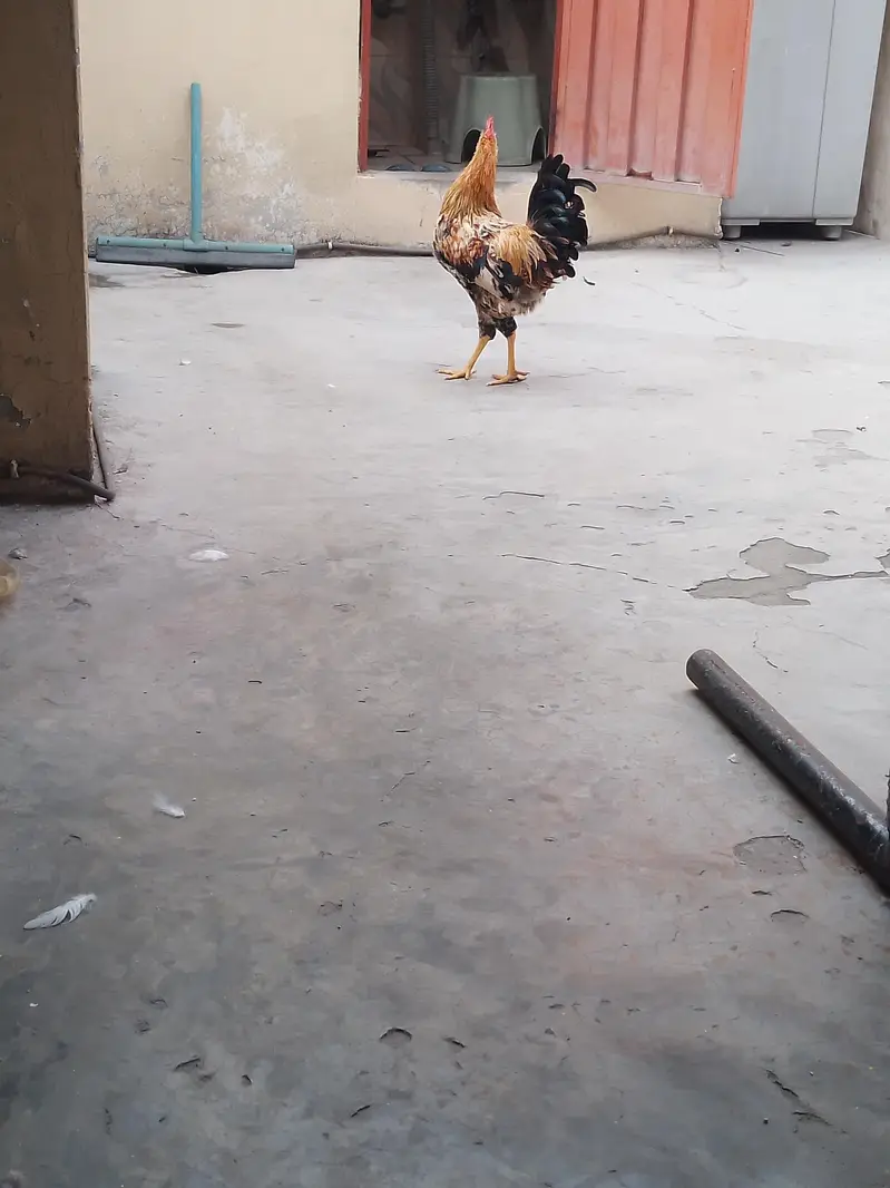 gar ka pala howa dasi murga — photo 7