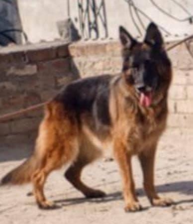 German shepherd long coat breeder female/03487559488